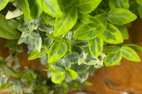 I materiali sintetici e vegetali per il verde tecnologico (cod. AF2-360439)